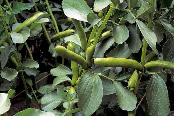 Beans Broad