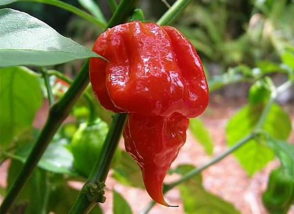 Trinidad Scorpion Red