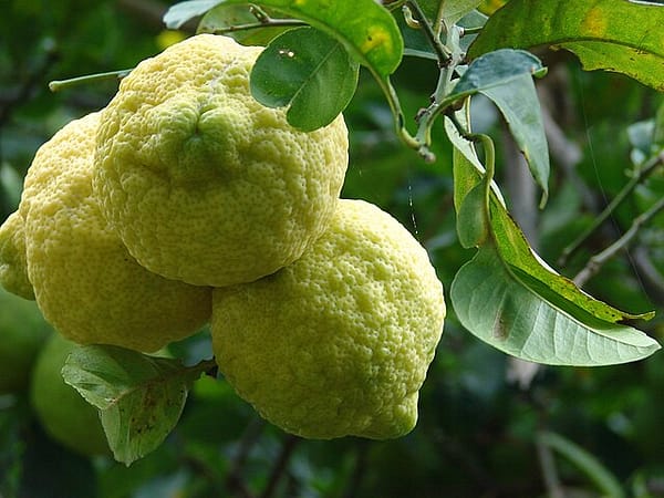 Lemon Rough Skin