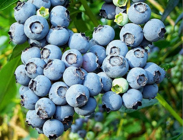Blueberry
