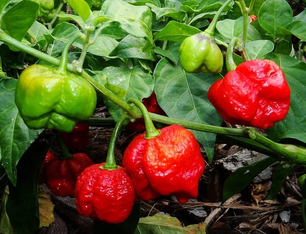 Trinidad Moruga Scorpion Red