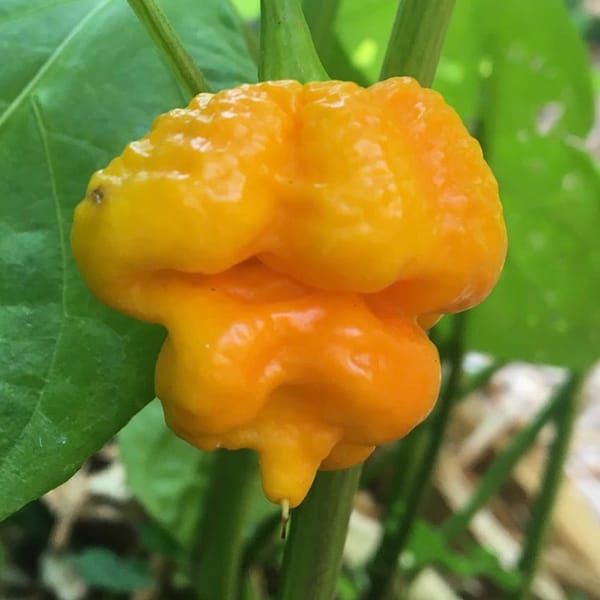 Trinidad Scorpion Yellow